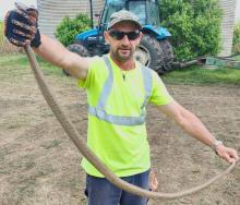 Terry Coraki Snake Catcher